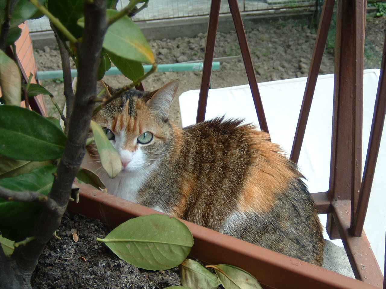 Fonds d'cran Animaux Chats - Chatons Tina un chat un petit peu rserv.