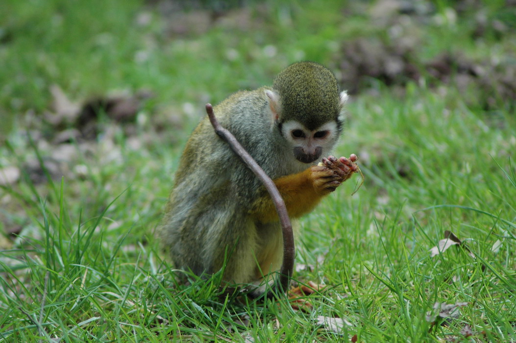 Fonds d'cran Animaux Singes 