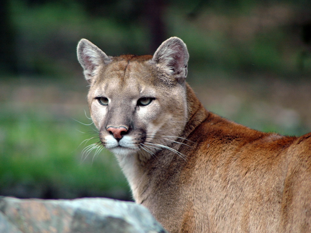 Fonds d'cran Animaux Flins - Pumas un puma