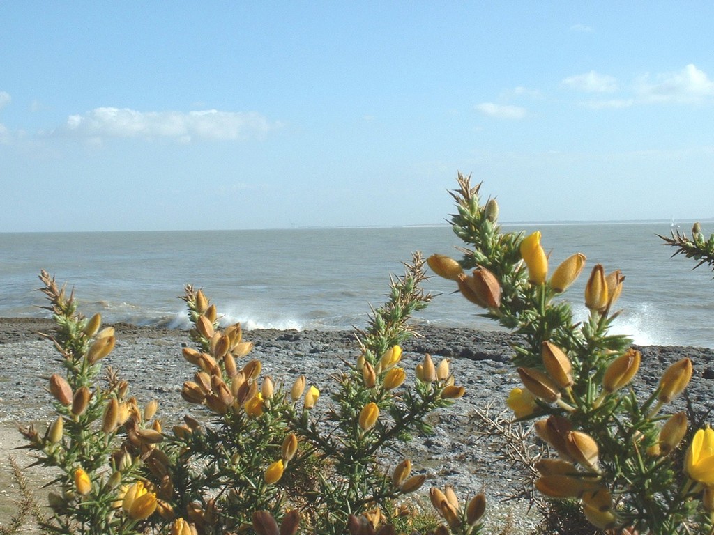 Wallpapers Nature Seas - Oceans - Beaches La Cte de Beaut (Royan et environs)