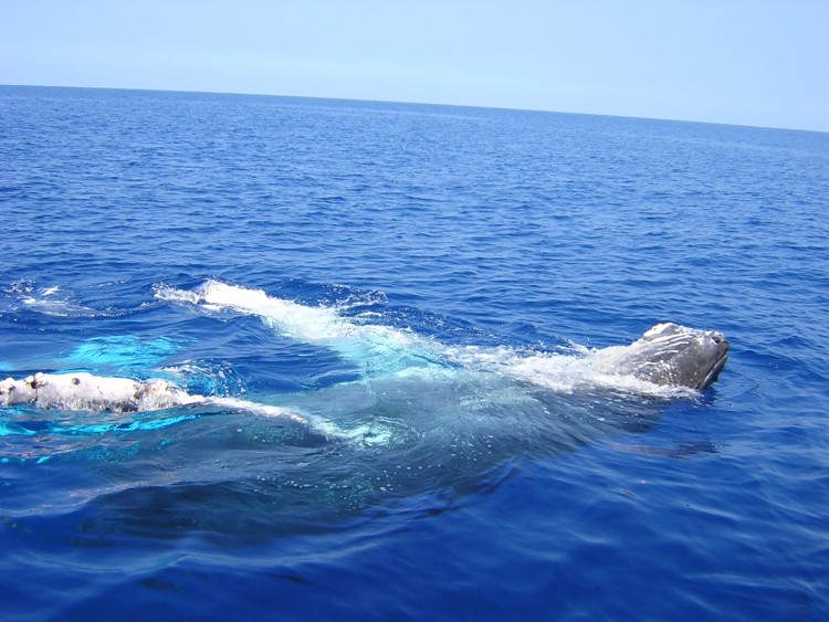 Fonds d'cran Animaux Vie marine - Baleines et Cachalots show ventral