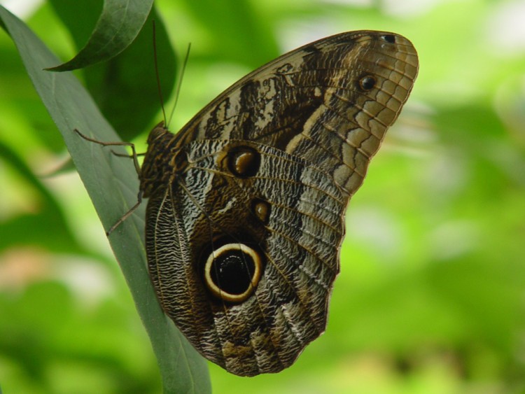 Fonds d'cran Animaux Insectes - Papillons Je vous ai  l'oeil