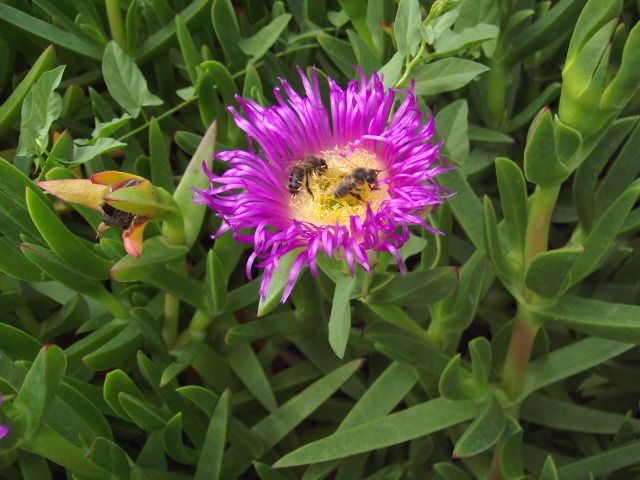 Fonds d'cran Nature Fleurs Fleur de plant grasse.