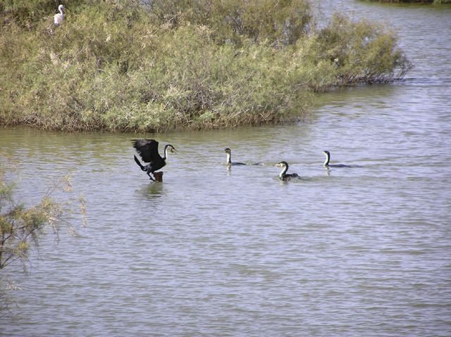 Fonds d'cran Animaux Oiseaux - Canards Cormorans