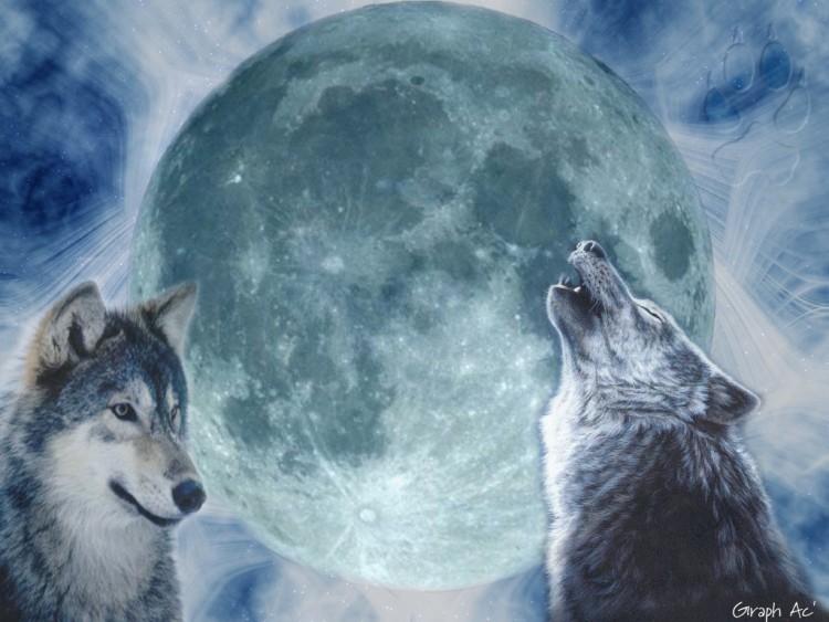 Fonds d'cran Animaux Loups Les loups