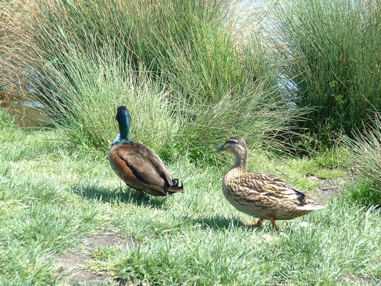 Wallpapers Animals Birds - Ducks Canards en vadrouille