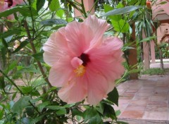 Fonds d'cran Nature Hibiscus marocain