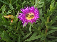 Fonds d'cran Nature Fleur de plant grasse.