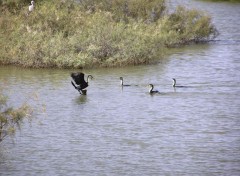 Fonds d'cran Animaux Cormorans