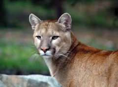 Fonds d'cran Animaux un puma