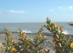 Fonds d'cran Nature La Cte de Beaut (Royan et environs)