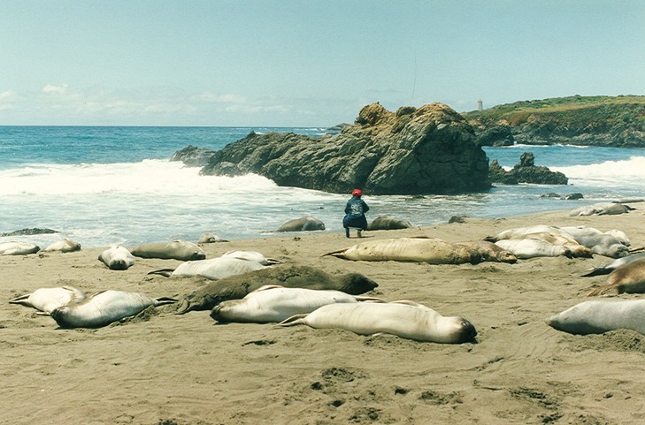 Wallpapers Animals Sealife - Seals phoque au repos