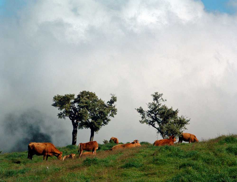 Wallpapers Animals Cows - Bulls - Beef Ile de la Runion