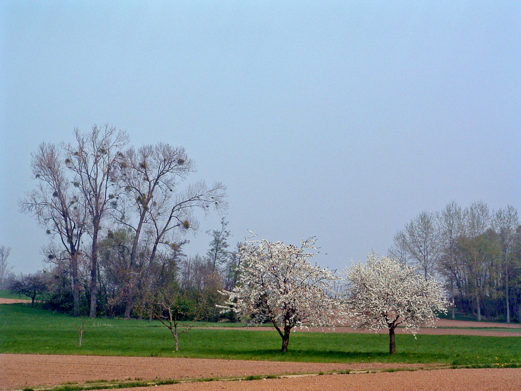 Fonds d'cran Nature Arbres - Forts Couple en fleurs...