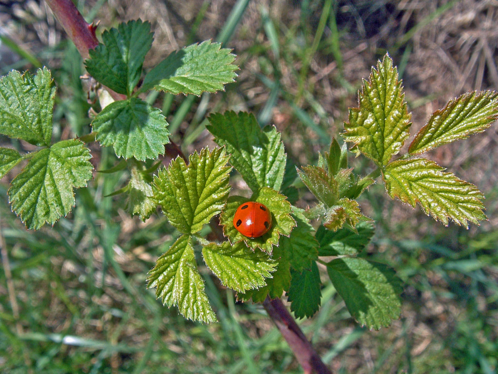 Fonds d'cran Animaux Insectes - Coccinelles Au repos...