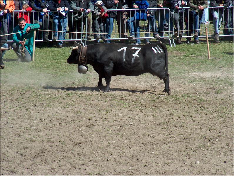 Wallpapers Animals Cows - Bulls - Beef Vaches d'Hrens