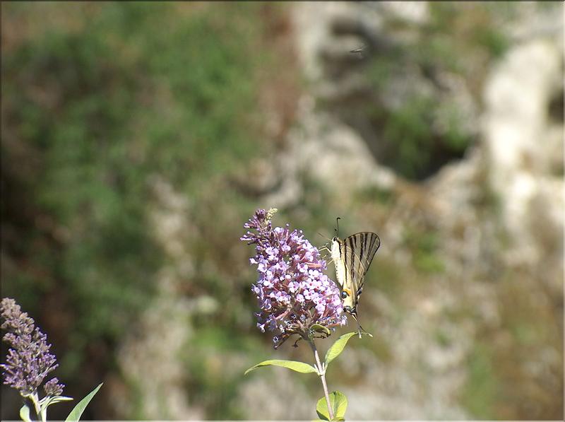 Wallpapers Animals Insects - Butterflies Papillon