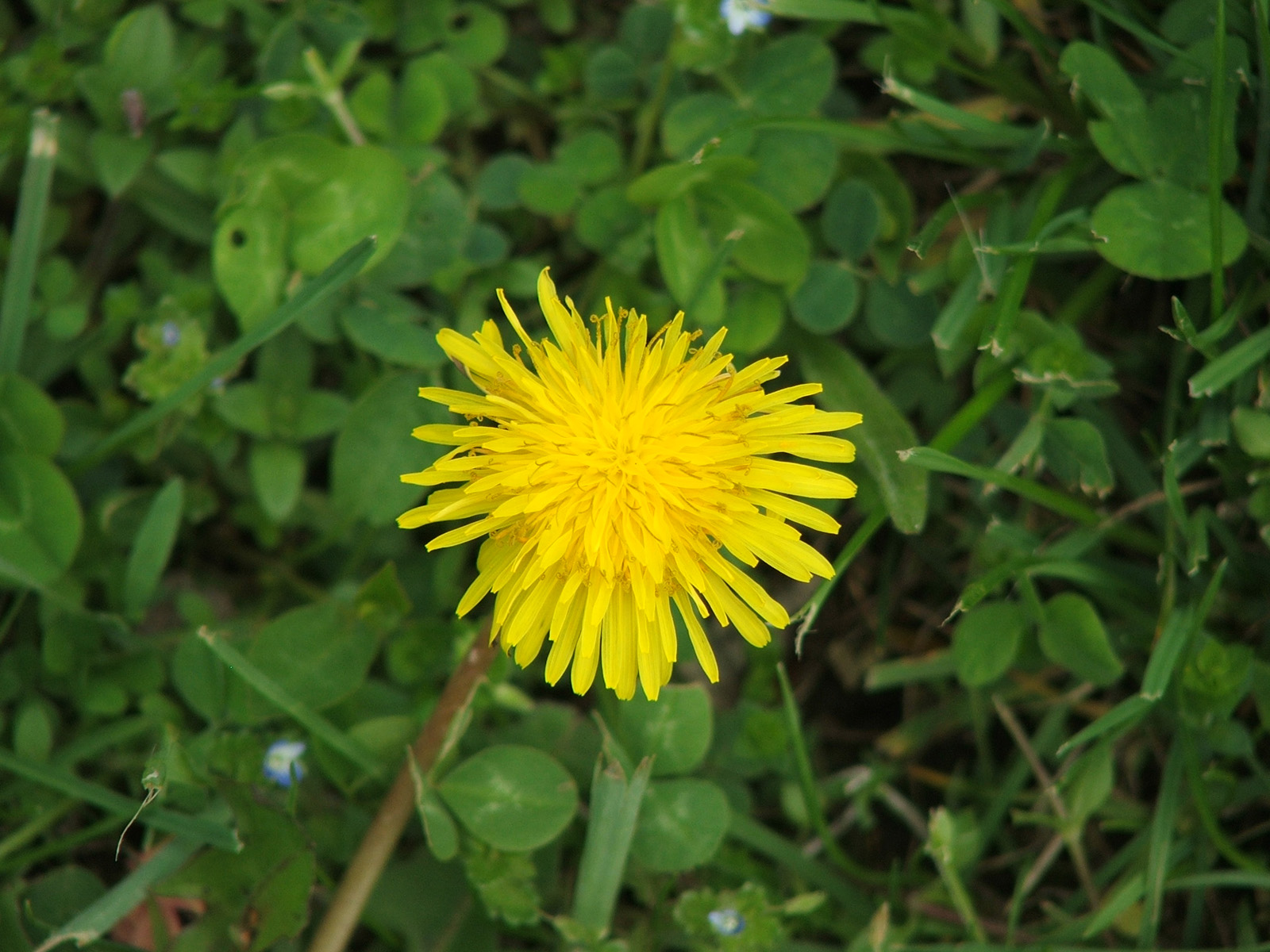 Fonds d'cran Nature Fleurs Sun