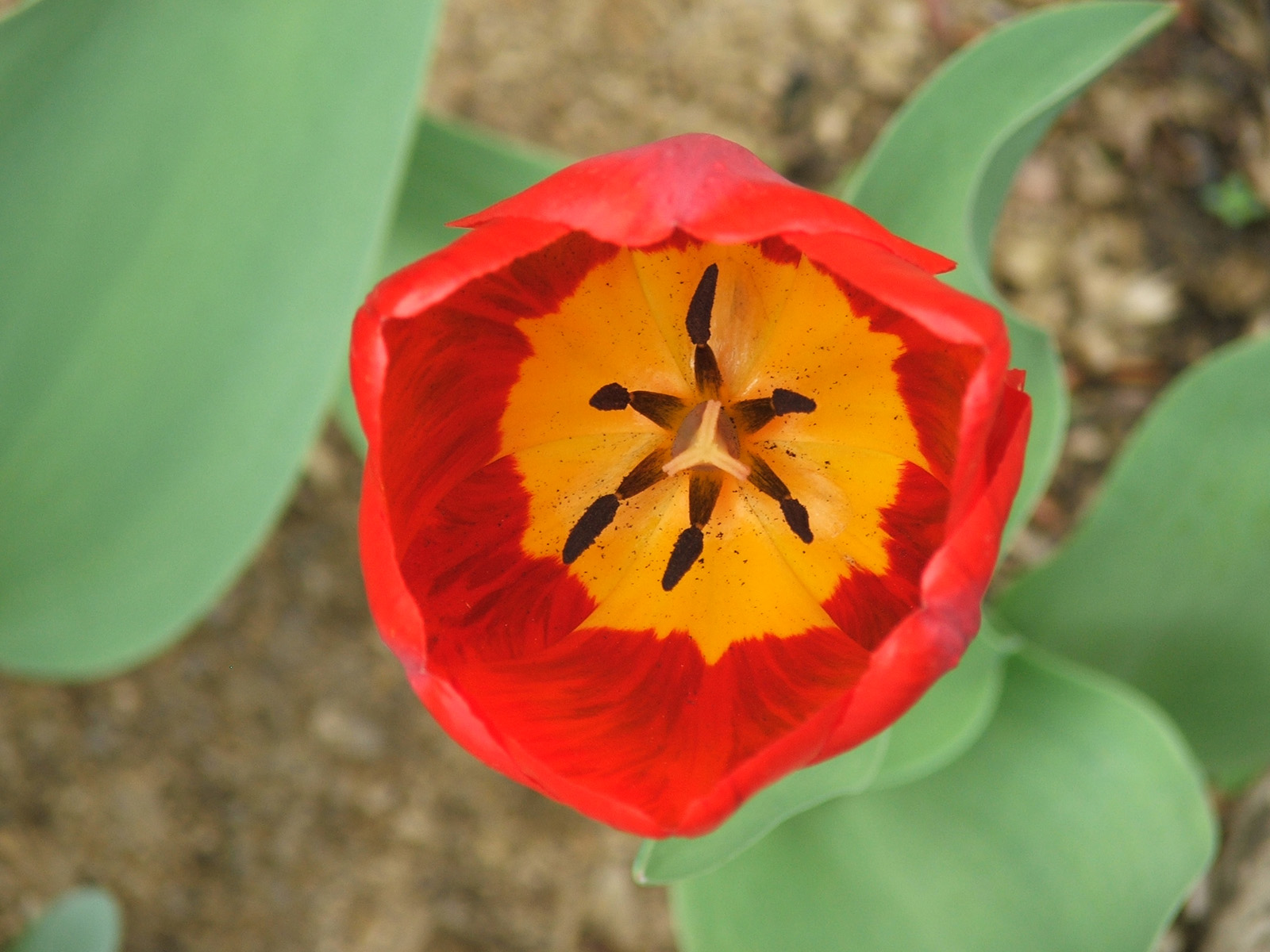 Wallpapers Nature Flowers Tulipan Jimmy