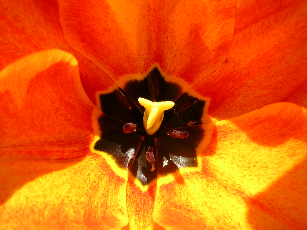 Wallpapers Nature Flowers coeur de tulipe orange