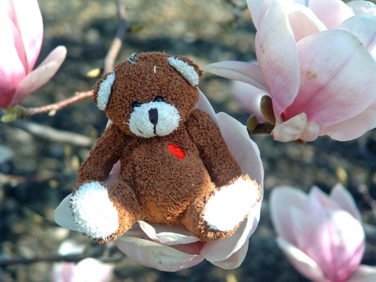 Fonds d'cran Objets Peluches Un bon fauteuil pour Petit Ours