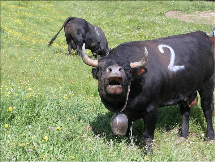 Fonds d'cran Animaux Vaches - Taureaux - Boeufs Vache d'Hrens