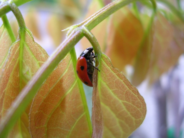 Fonds d'cran Animaux Insectes - Coccinelles coccinelle