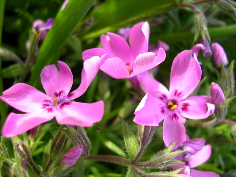 Wallpapers Nature Flowers fleur de rocaille