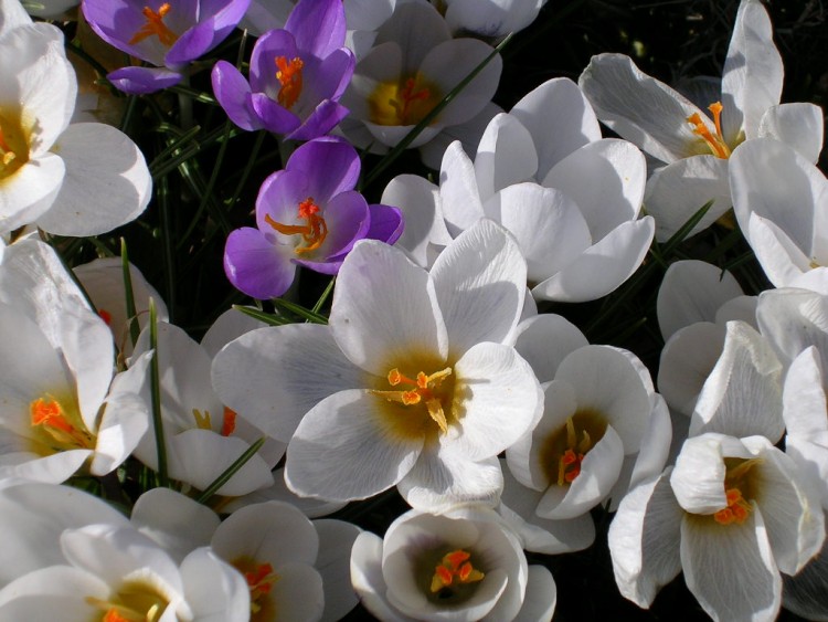 Wallpapers Nature Flowers crocus blancs