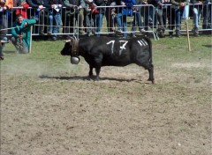 Fonds d'cran Animaux Vaches d'Hrens