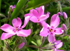 Fonds d'cran Nature fleur de rocaille