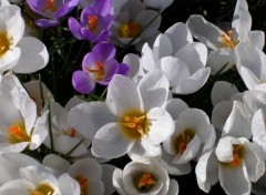 Wallpapers Nature crocus blancs