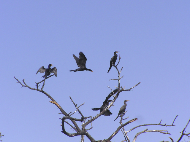 Fonds d'cran Animaux Oiseaux - Cormorans Cormorans au repos