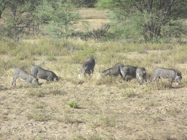 Fonds d'cran Animaux Divers Phacochres