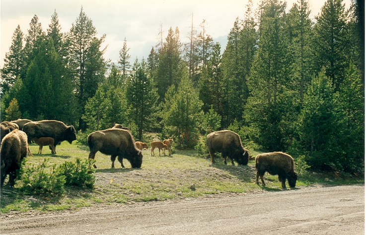 Wallpapers Animals Buffalo bison