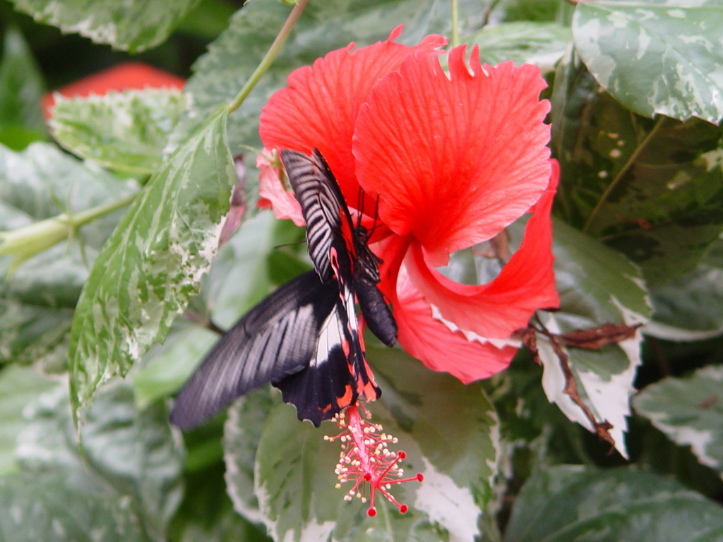 Fonds d'cran Animaux Insectes - Papillons J'aime, j'aime les fleurs !