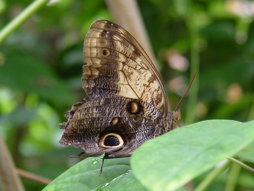 Fonds d'cran Animaux Insectes - Papillons Prt pour l'envol