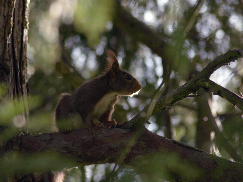 Wallpapers Animals Rodents - Misc ecureuil