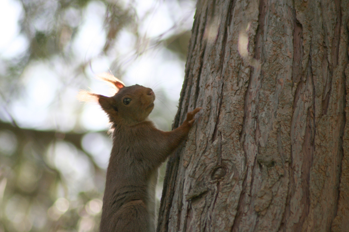 Wallpapers Animals Rodents - Misc ecureuil