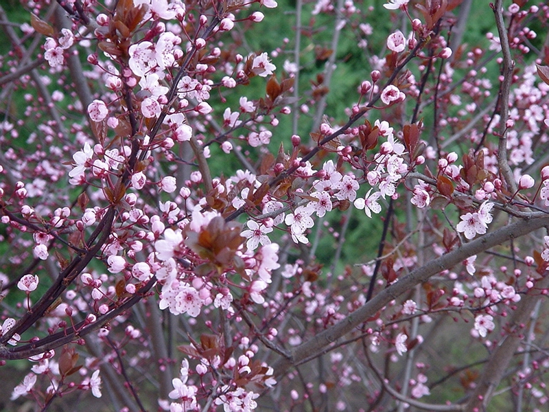 Wallpapers Nature Flowers dtail d'un arbre florissant