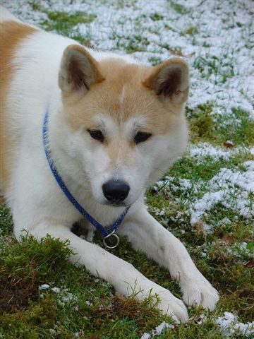 Fonds d'cran Animaux Chiens tadja