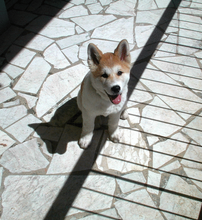 Fonds d'cran Animaux Chiens 