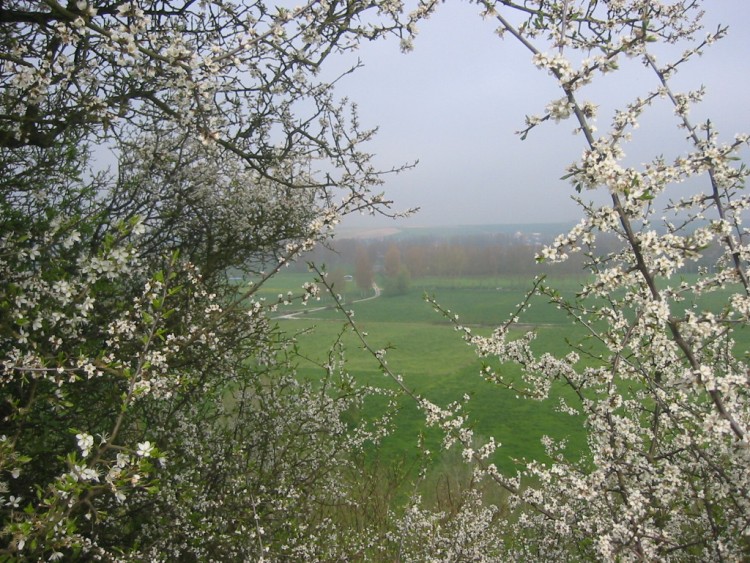 Fonds d'cran Nature Fleurs Campagne picarde  travers les aubpines