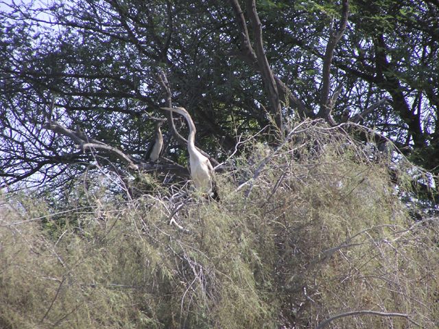 Wallpapers Animals Birds - Herons Hron