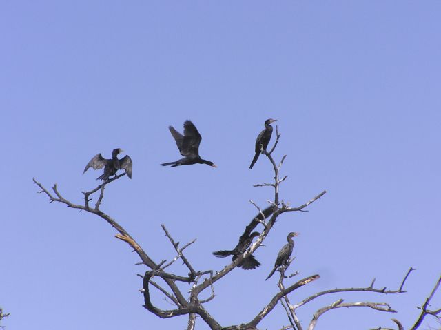 Fonds d'cran Animaux Oiseaux - Cormorans Cormorans au repos