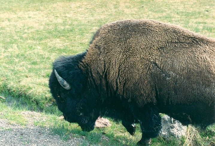 Wallpapers Animals Buffalo bison