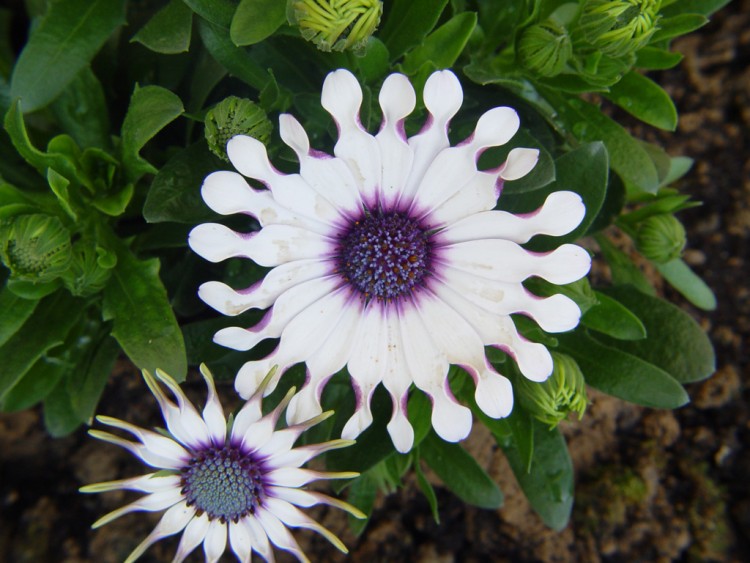 Fonds d'cran Nature Fleurs Je fais la roue.