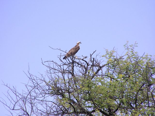 Wallpapers Animals Birds - Eagles Aigle pcheur