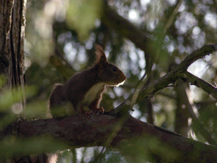 Wallpapers Animals Rodents - Misc ecureuil