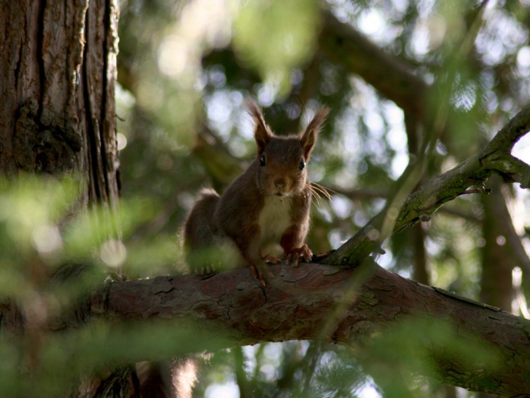 Wallpapers Animals Rodents - Misc ecureuil